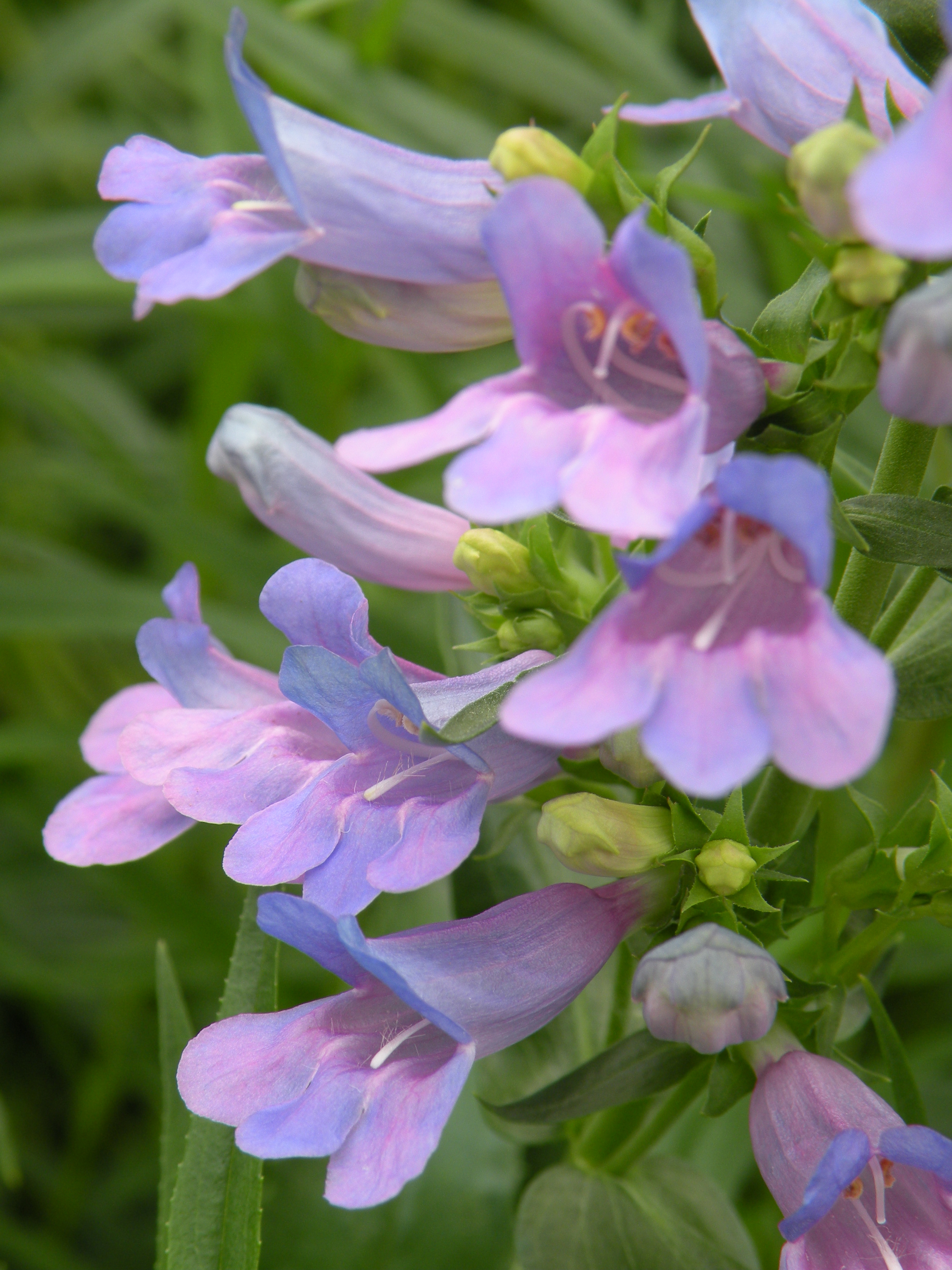 Penstemon Heavenly Blue